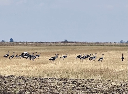 Gray Crowned-Crane