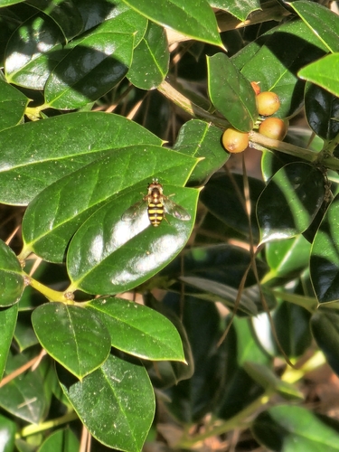 Unknown species found near Gorman St at Kings Ct (SB), Raleigh, NC 27606, USA