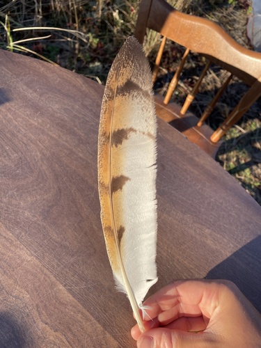 View observation of {o.common_name} on iNaturalist
