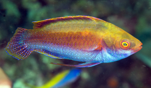 Melanesian Fairy Wrasse — seen at this dive site