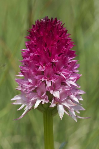 Gymnadenia bicolor (W.Foelsche) W.Foelsche & O.Gerbaud