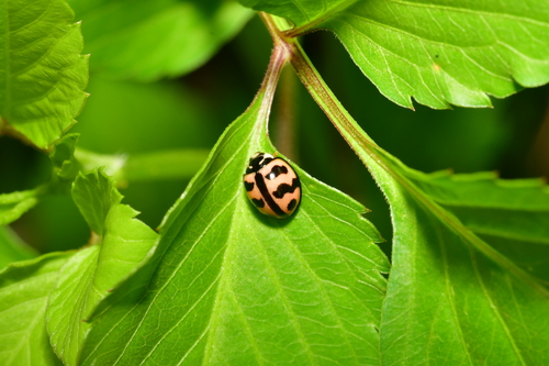 Six-spotted Zigzag Ladybird