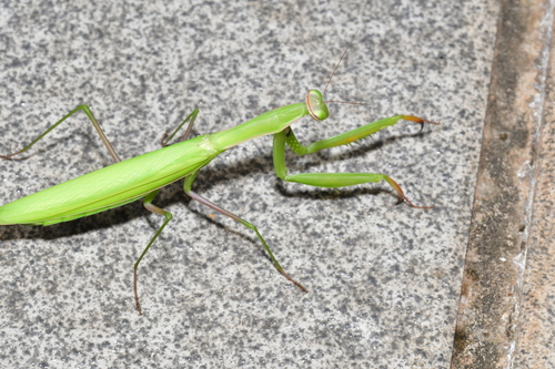 European Mantis