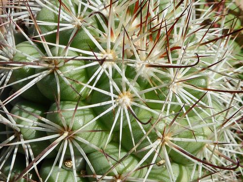 Schummann's Nipple Cactus