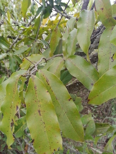 Uvaria acuminata