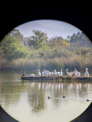 iNaturalist observation photo of American White Pelican