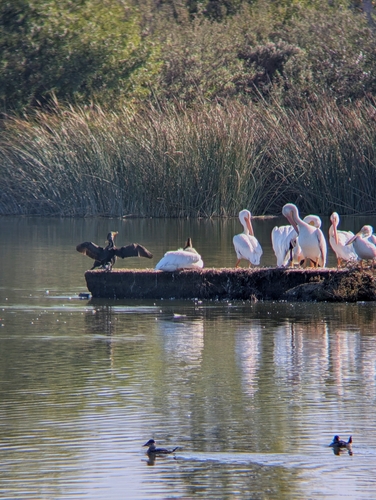 iNaturalist observation photo of Double-crested Cormorant