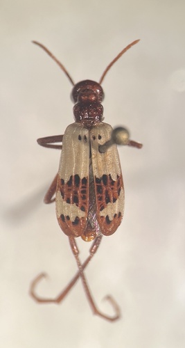 Pleuropasta reticulata
