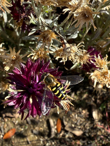 Unknown species found near E Neffs Cir, Millcreek, UT, US