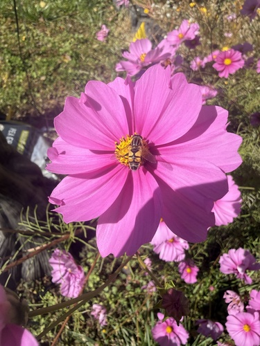 Unknown species found near W Center St, Willard, UT, US