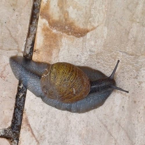 Cantareus apertus