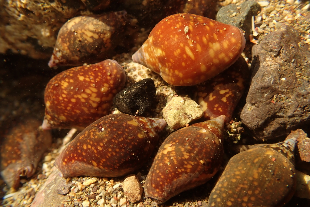 Columbella fuscata from Cihuatlán, MX-JA, MX on December 1, 2020 at 03: ...