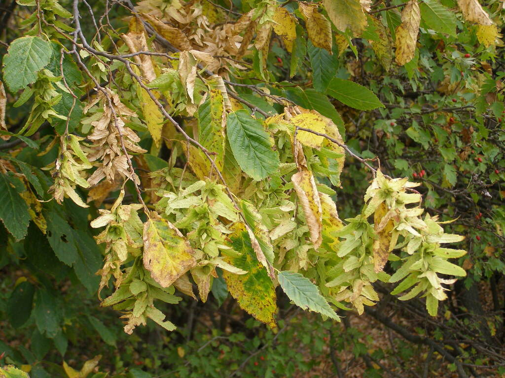 Carpinus betulus