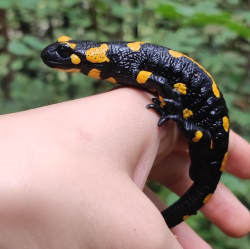 Fire Salamander
