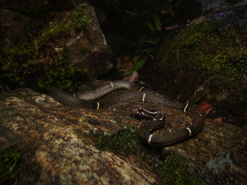 Mount Omei Keelback