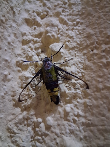 Pellucid Hawkmoth