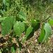 Colubrina greggii yucatanensis - Photo (c) Alfredo Dorantes Euan, all rights reserved, uploaded by Alfredo Dorantes Euan