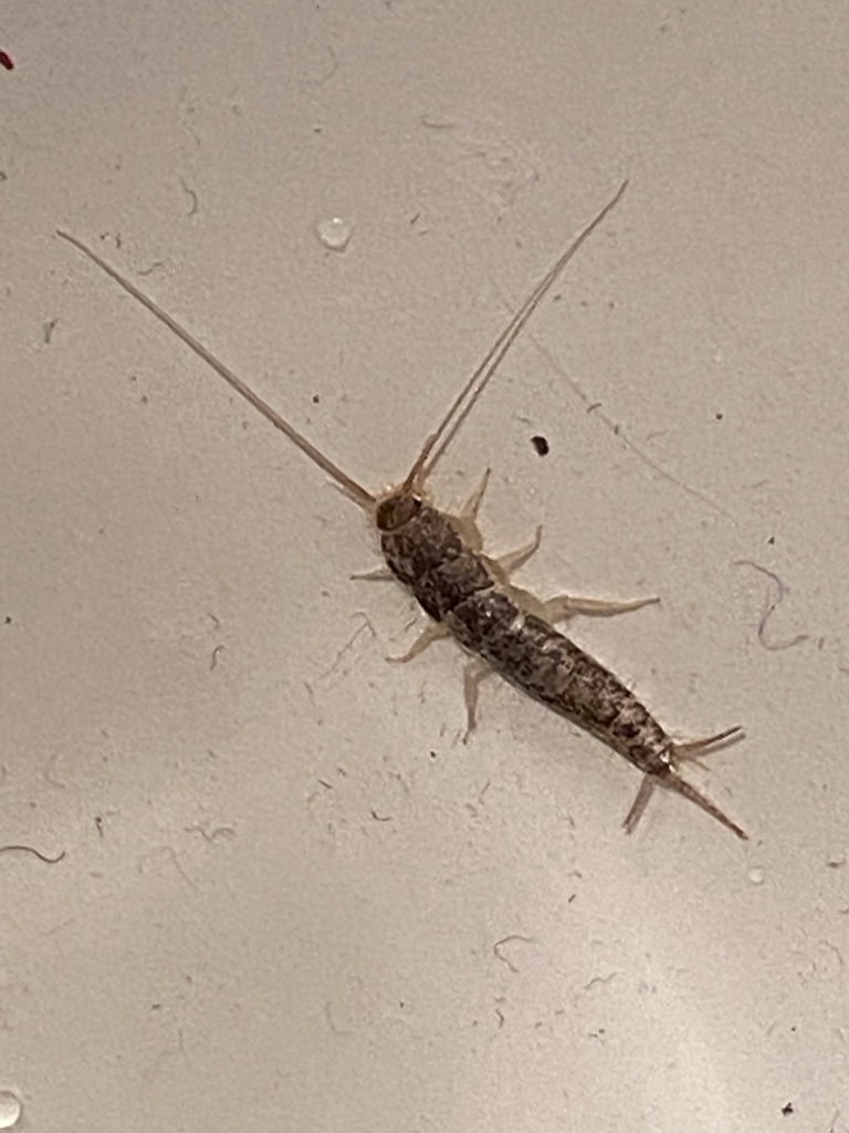 Canadian Silver Fish Common Silverfish from North Sea Avenue, Burnaby, BC, CA on October 21 ...