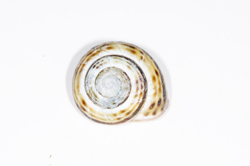 Macularia sylvatica