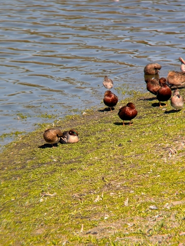 iNaturalist observation photo of Cinnamon Teal