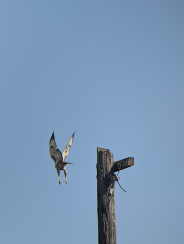 iNaturalist observation photo of Red-tailed Hawk
