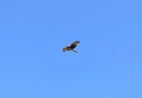 iNaturalist observation photo of Northern Harrier