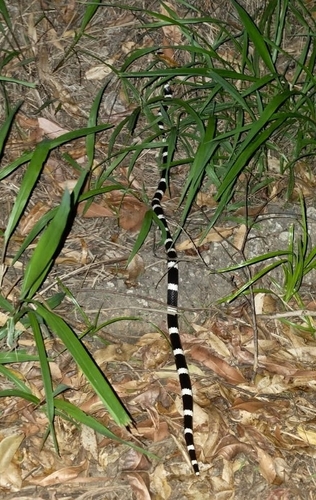 Eastern Bandy Bandy sighting