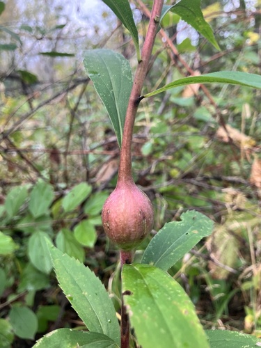 Unknown species found near Northfield, MN, US