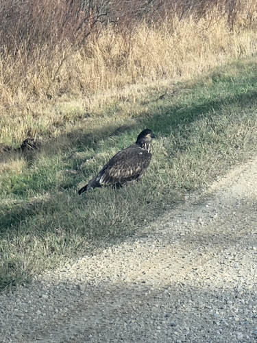 Bald Eagle