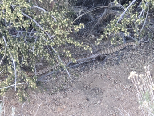 iNaturalist observation photo of Panamint Rattlesnake