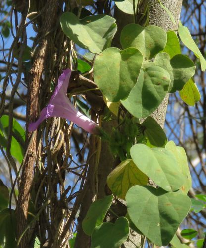 Ipomoea crinicalyx