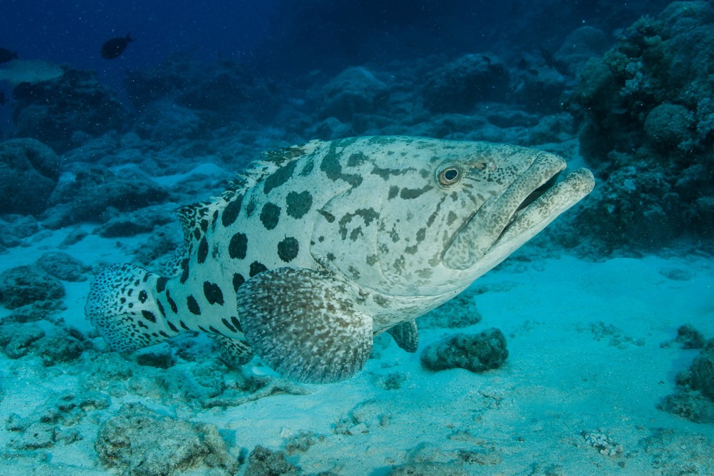 Potato grouper