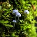 Mycena pseudocorticola - Photo (c) fungifinderpdx, all rights reserved