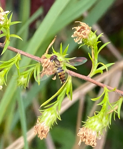 Unknown species found near Victory Blvd, New York, NY, US
