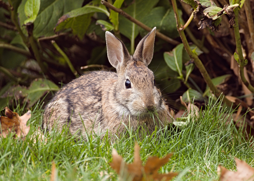 New England Cottontail observed by jessieaguilar