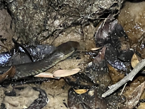 Marsh Snake sighting