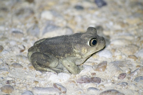 Hurter's Spadefoot