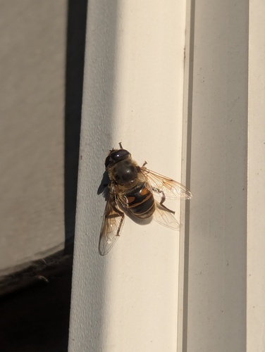 Unknown species found near Northeast Philadelphia, Philadelphia, PA, USA