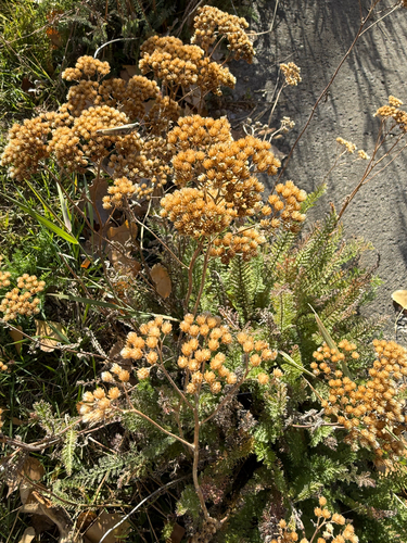 common yarrow