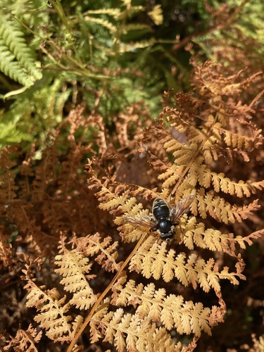 Unknown species found near Route 123 N, Stoddard, NH, US