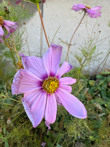 garden cosmos