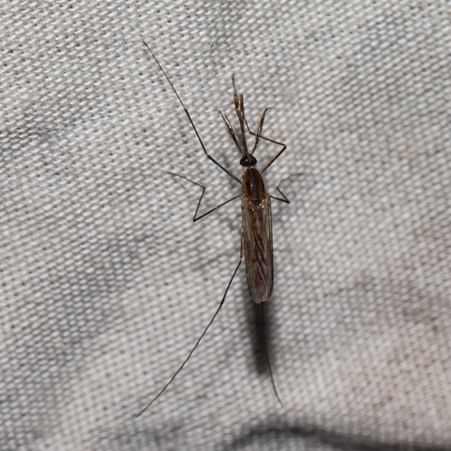 Unknown species found near Calvert County, MD, USA