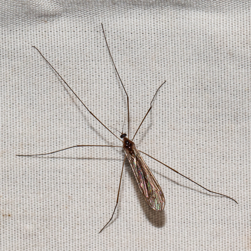 Unknown species found near Calvert County, MD, USA