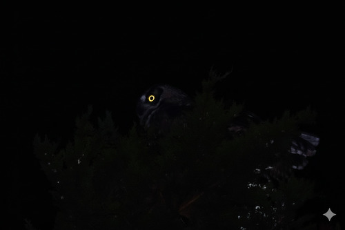 View observation of {o.common_name} on iNaturalist