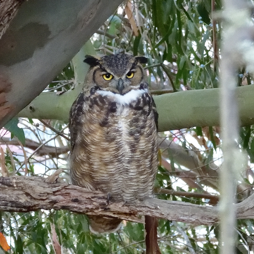View observation of {o.common_name} on iNaturalist