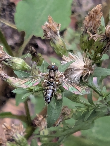 Unknown species found near South Berwick, ME 03908, USA
