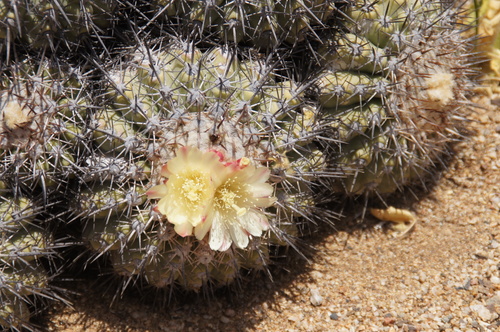 Cactus chico