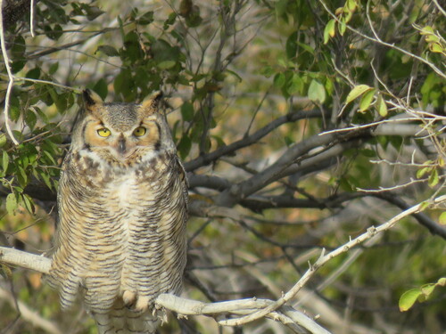 Great Horned Owl