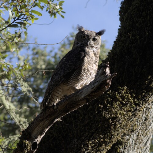 View observation of {o.common_name} on iNaturalist