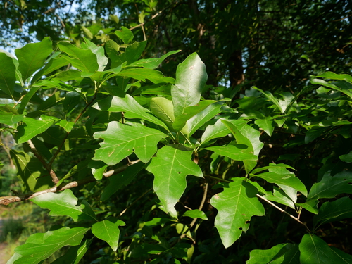 Quercus X exacta